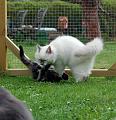 080505_kattgarden (58)